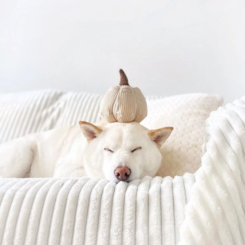 Jouet de fouille - Boo
