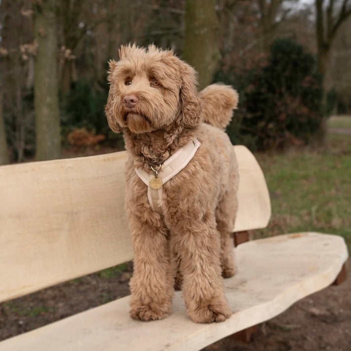 Harnais Confort - Beige