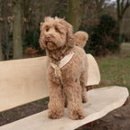 Harnais Confort - Beige