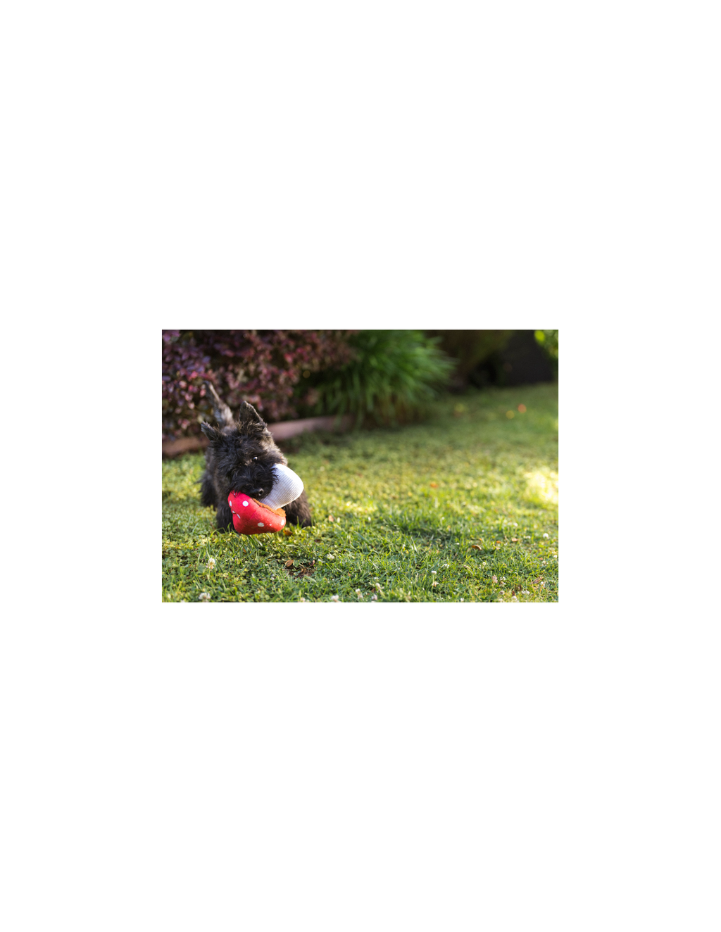 Peluche - Champignon