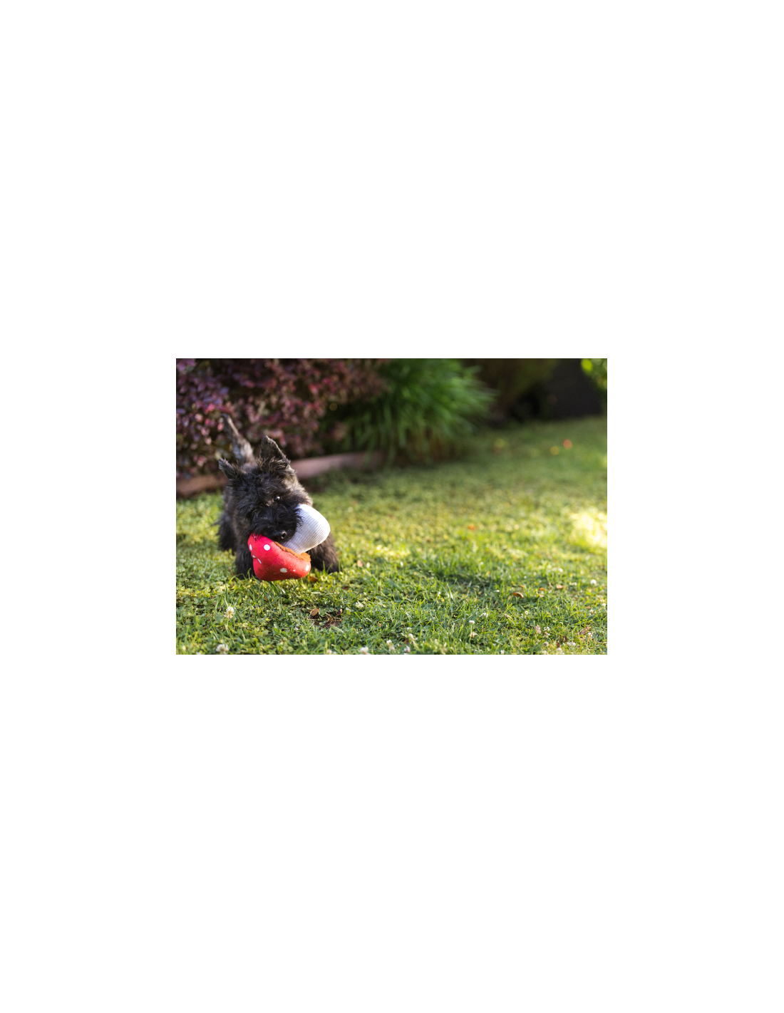 Peluche - Champignon